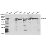 Anti-HSP60 Antibody from Bioworld Technology (BS6072) - Antibodies.com