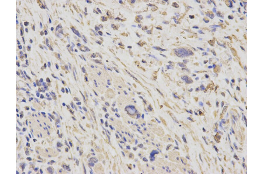 Anti-HSP60 Antibody from Bioworld Technology (BS6072) - Antibodies.com