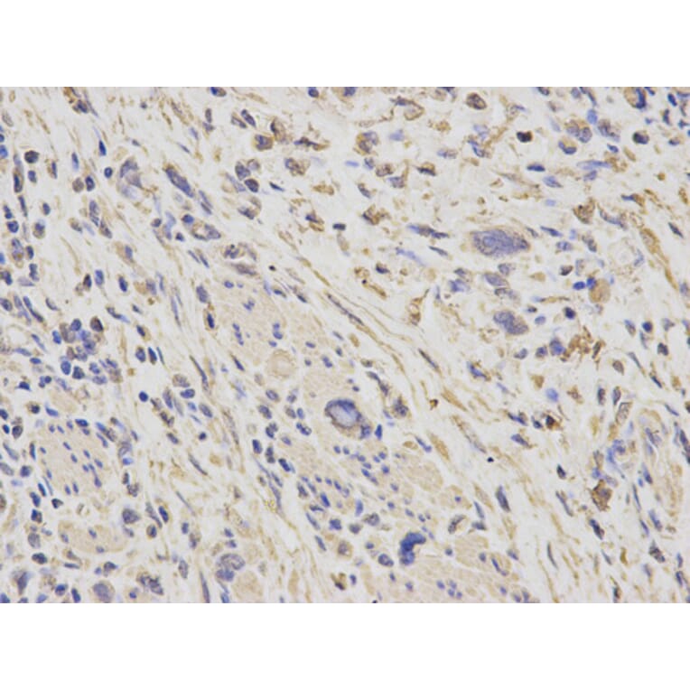 Anti-HSP60 Antibody from Bioworld Technology (BS6072) - Antibodies.com