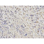 Anti-HSP60 Antibody from Bioworld Technology (BS6072) - Antibodies.com