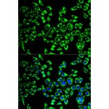 Anti-HSP60 Antibody from Bioworld Technology (BS6072) - Antibodies.com
