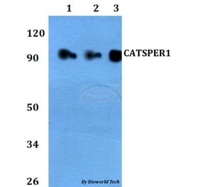 Anti-CATSPER1 Antibody from Bioworld Technology (BS60723) - Antibodies.com