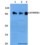Anti-CATSPER1 Antibody from Bioworld Technology (BS60723) - Antibodies.com