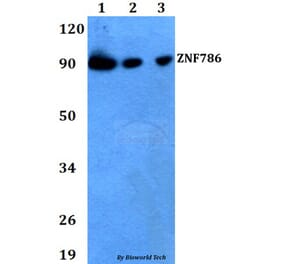 Anti-ZNF786 Antibody from Bioworld Technology (BS60724) - Antibodies.com