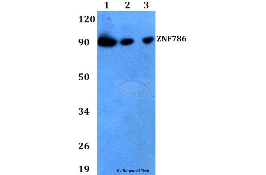 Anti-ZNF786 Antibody from Bioworld Technology (BS60724) - Antibodies.com