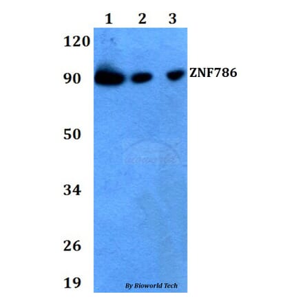 Anti-ZNF786 Antibody from Bioworld Technology (BS60724) - Antibodies.com