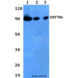 Anti-ZNF786 Antibody from Bioworld Technology (BS60724) - Antibodies.com