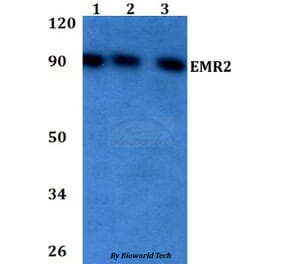 Anti-EMR2 Antibody from Bioworld Technology (BS60725) - Antibodies.com
