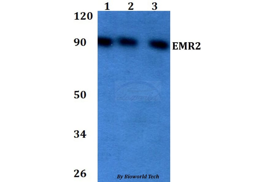 Anti-EMR2 Antibody from Bioworld Technology (BS60725) - Antibodies.com