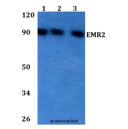 Anti-EMR2 Antibody from Bioworld Technology (BS60725) - Antibodies.com