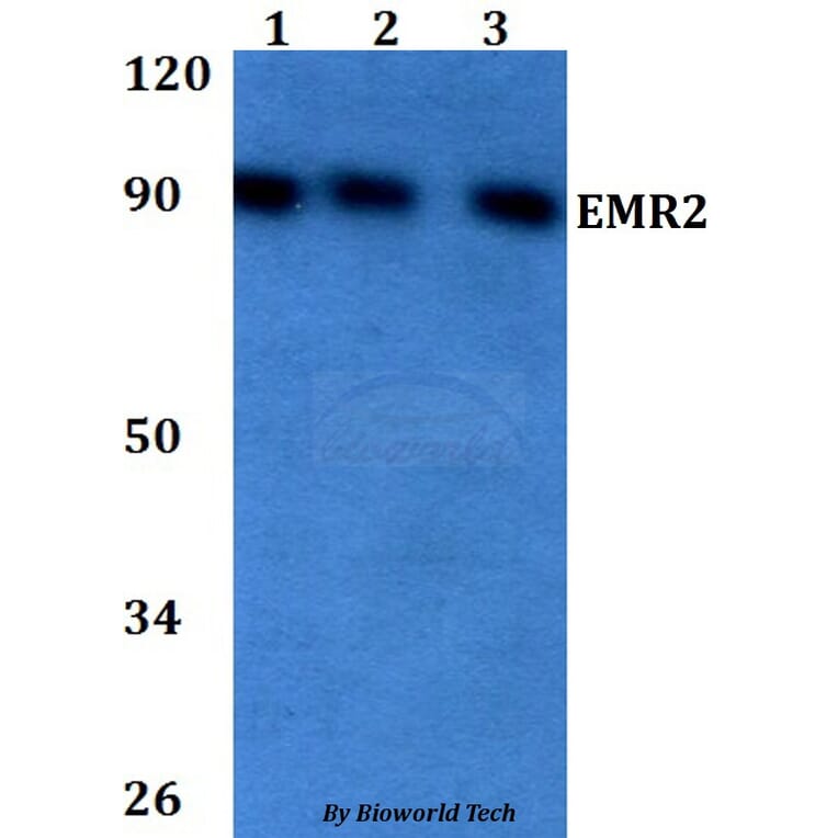Anti-EMR2 Antibody from Bioworld Technology (BS60725) - Antibodies.com