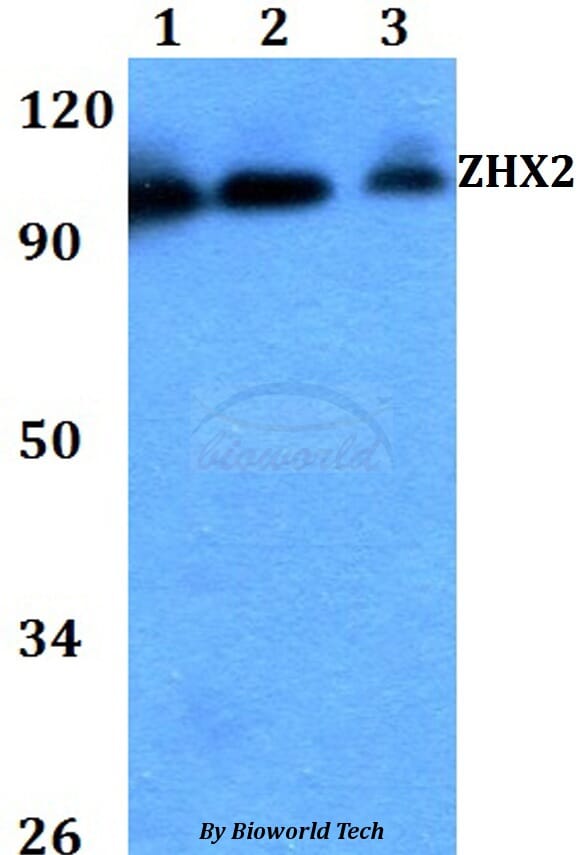 Anti-ZHX2 Antibody (A28896) | Antibodies.com