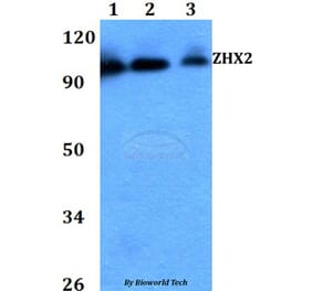 Anti-ZHX2 Antibody from Bioworld Technology (BS60727) - Antibodies.com