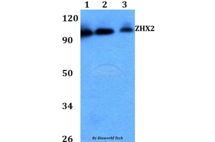 Anti-ZHX2 Antibody from Bioworld Technology (BS60727) - Antibodies.com