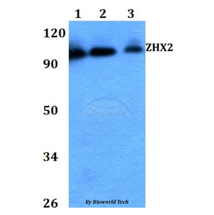 Anti-ZHX2 Antibody from Bioworld Technology (BS60727) - Antibodies.com