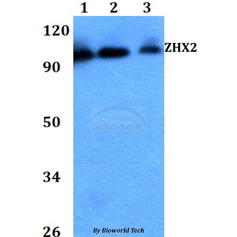 Anti-ZHX2 Antibody from Bioworld Technology (BS60727) - Antibodies.com