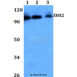 Anti-ZHX2 Antibody from Bioworld Technology (BS60727) - Antibodies.com