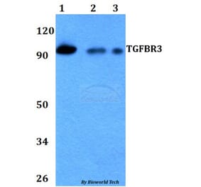 Anti-TGFBR3 Antibody from Bioworld Technology (BS60728) - Antibodies.com