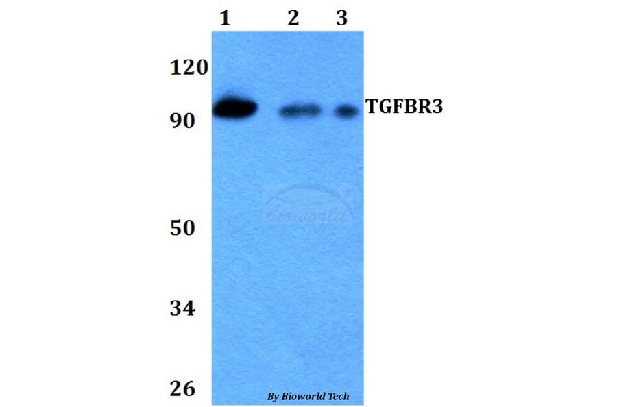 Anti-TGFBR3 Antibody from Bioworld Technology (BS60728) - Antibodies.com