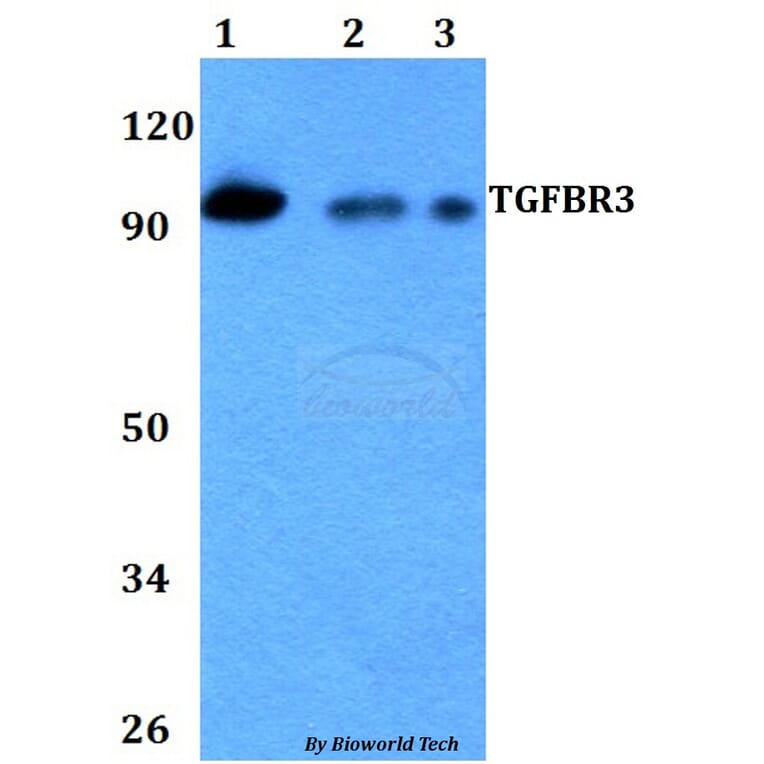 Anti-TGFBR3 Antibody from Bioworld Technology (BS60728) - Antibodies.com