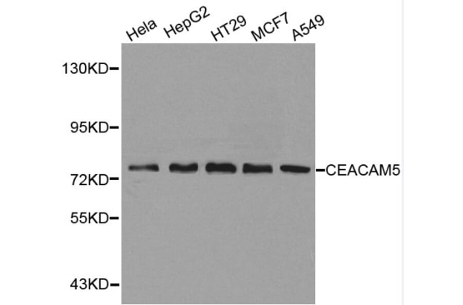 Anti-CEACAM5 Antibody from Bioworld Technology (BS6073) - Antibodies.com
