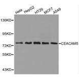 Anti-CEACAM5 Antibody from Bioworld Technology (BS6073) - Antibodies.com