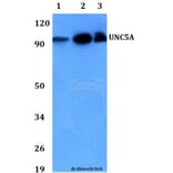 Anti-UNC5A Antibody from Bioworld Technology (BS60730) - Antibodies.com