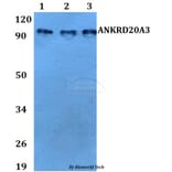 Anti-ANKRD20A3 Antibody from Bioworld Technology (BS60731) - Antibodies.com