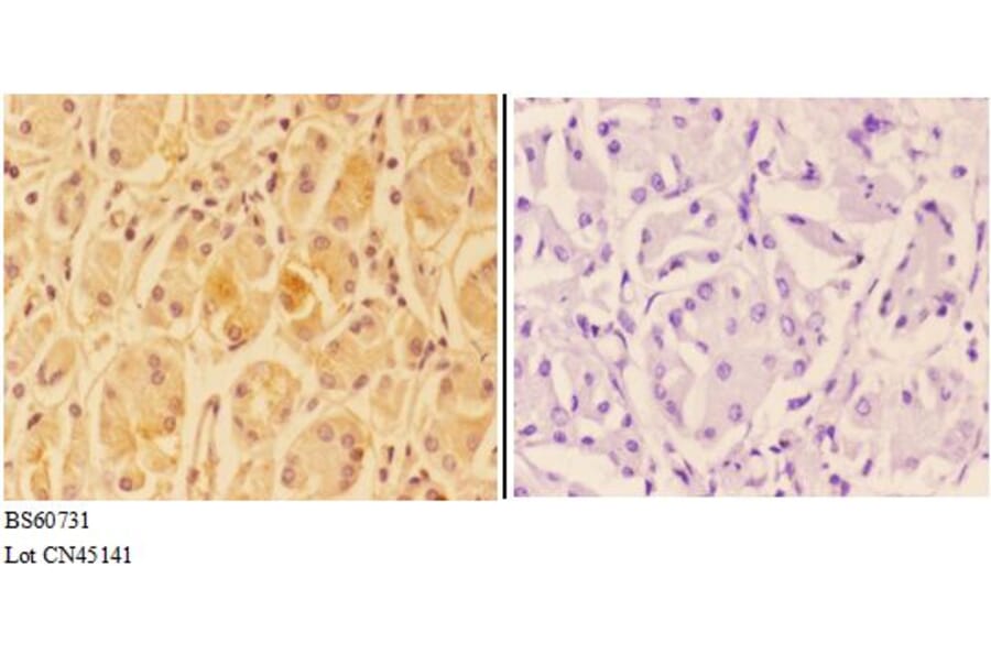 Anti-ANKRD20A3 Antibody from Bioworld Technology (BS60731) - Antibodies.com