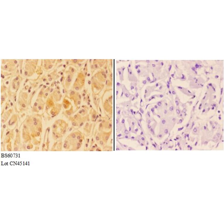 Anti-ANKRD20A3 Antibody from Bioworld Technology (BS60731) - Antibodies.com