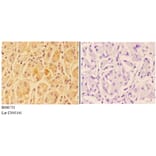 Anti-ANKRD20A3 Antibody from Bioworld Technology (BS60731) - Antibodies.com