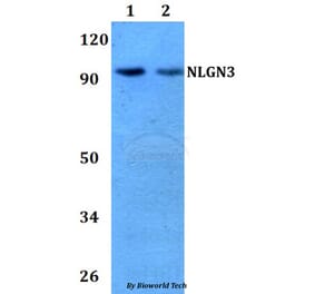Anti-NLGN3 Antibody from Bioworld Technology (BS60735) - Antibodies.com