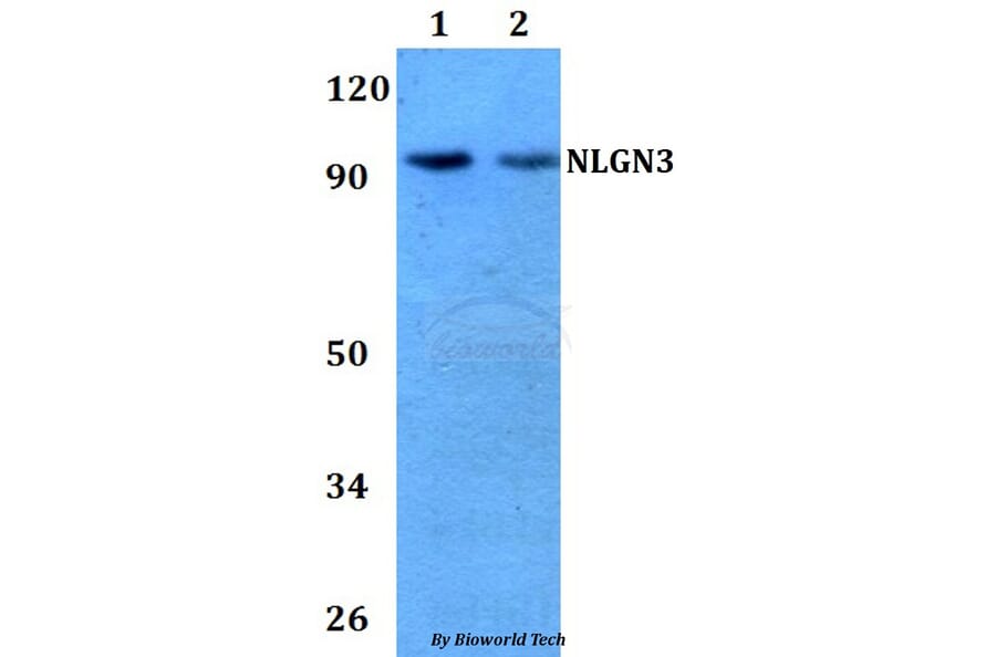 Anti-NLGN3 Antibody from Bioworld Technology (BS60735) - Antibodies.com
