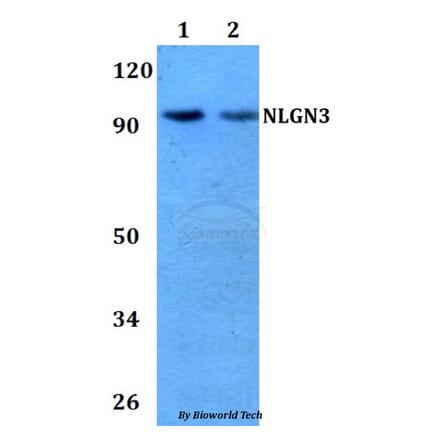 Anti-NLGN3 Antibody from Bioworld Technology (BS60735) - Antibodies.com