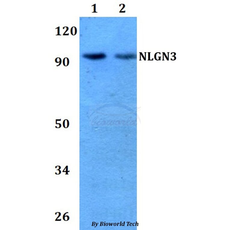 Anti-NLGN3 Antibody from Bioworld Technology (BS60735) - Antibodies.com