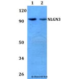 Anti-NLGN3 Antibody from Bioworld Technology (BS60735) - Antibodies.com