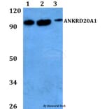 Anti-ANKRD20A1 Antibody from Bioworld Technology (BS60736) - Antibodies.com