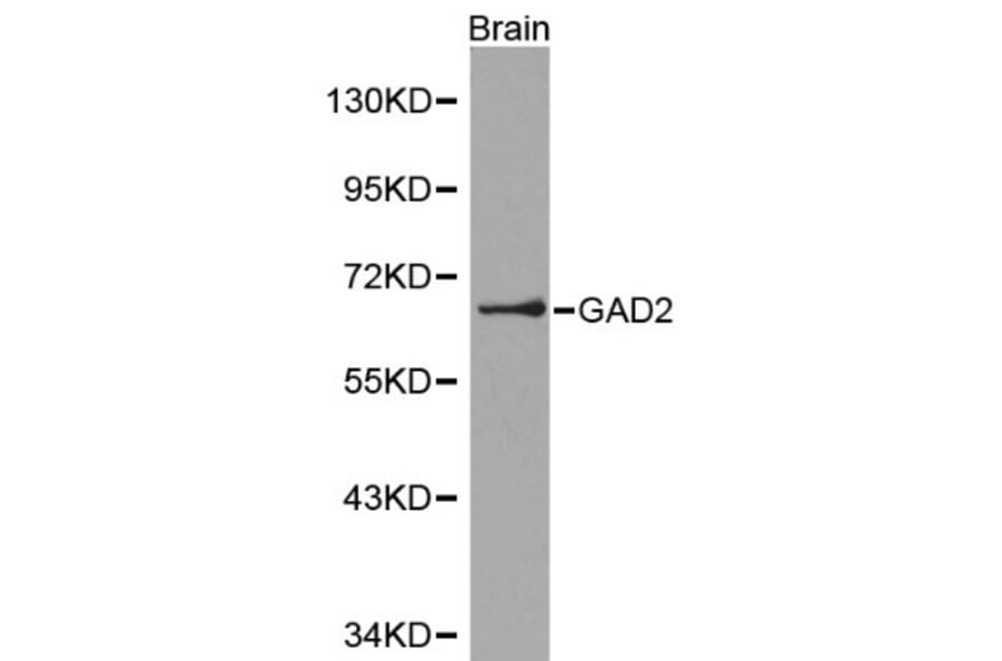 Anti-GAD2 Antibody from Bioworld Technology (BS6074) - Antibodies.com
