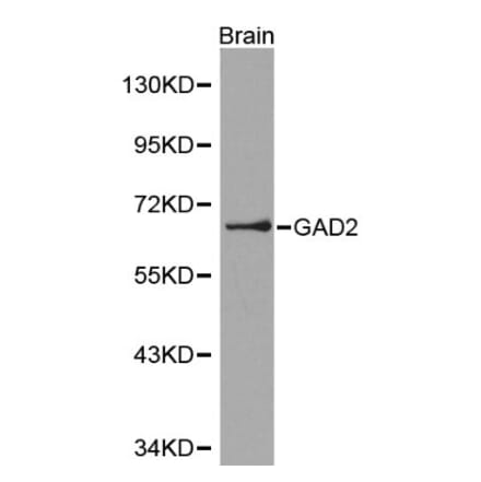 Anti-GAD2 Antibody from Bioworld Technology (BS6074) - Antibodies.com