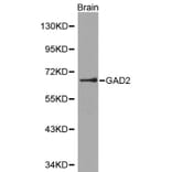 Anti-GAD2 Antibody from Bioworld Technology (BS6074) - Antibodies.com