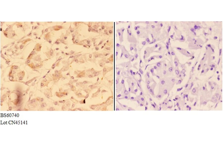 Anti-ADAM12 Antibody from Bioworld Technology (BS60740) - Antibodies.com
