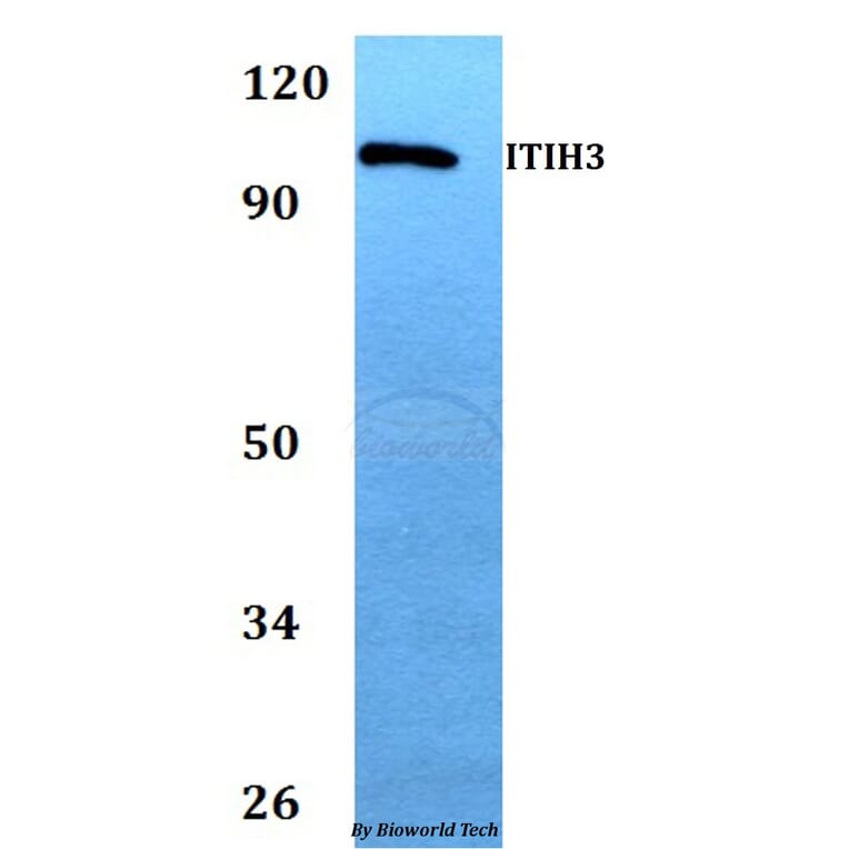 Anti-ITIH3 Antibody from Bioworld Technology (BS60741) - Antibodies.com