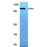 Anti-ITIH3 Antibody from Bioworld Technology (BS60741) - Antibodies.com