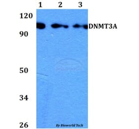 Anti-DNMT3A Antibody from Bioworld Technology (BS60742) - Antibodies.com