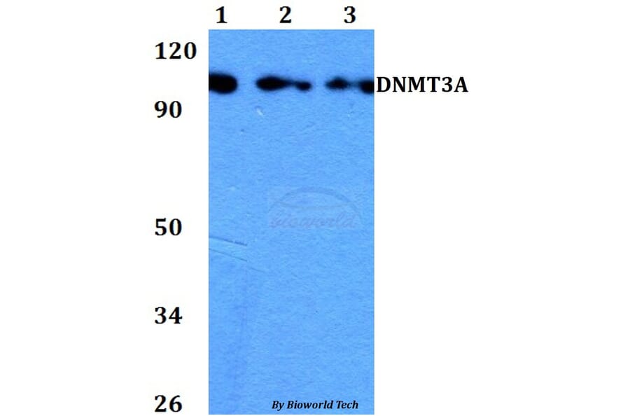 Anti-DNMT3A Antibody from Bioworld Technology (BS60742) - Antibodies.com
