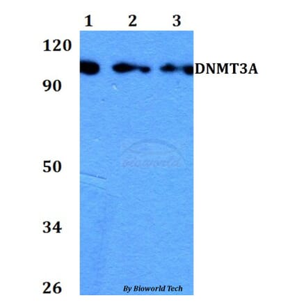 Anti-DNMT3A Antibody from Bioworld Technology (BS60742) - Antibodies.com