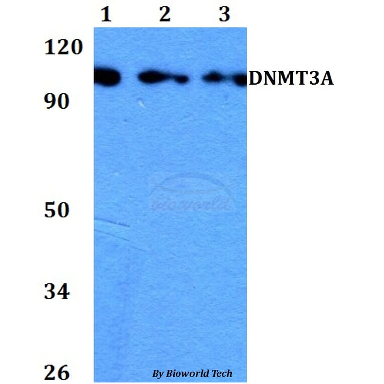 Anti-DNMT3A Antibody from Bioworld Technology (BS60742) - Antibodies.com