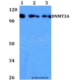 Anti-DNMT3A Antibody from Bioworld Technology (BS60742) - Antibodies.com