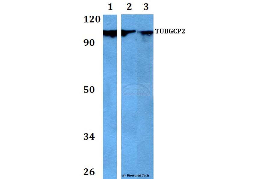 Anti-TUBGCP2 Antibody from Bioworld Technology (BS60743) - Antibodies.com