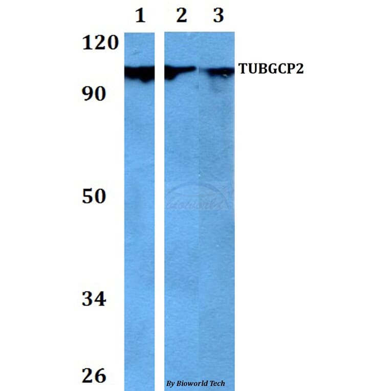 Anti-TUBGCP2 Antibody from Bioworld Technology (BS60743) - Antibodies.com